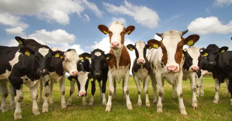 Dairy Cow Lameness Manifesto: how it can deliver improvements