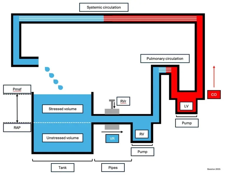 Top tips for recognising and managing small animal shock