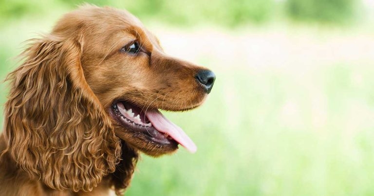 Juvenile diabetes mellitus in a cocker spaniel: a case study