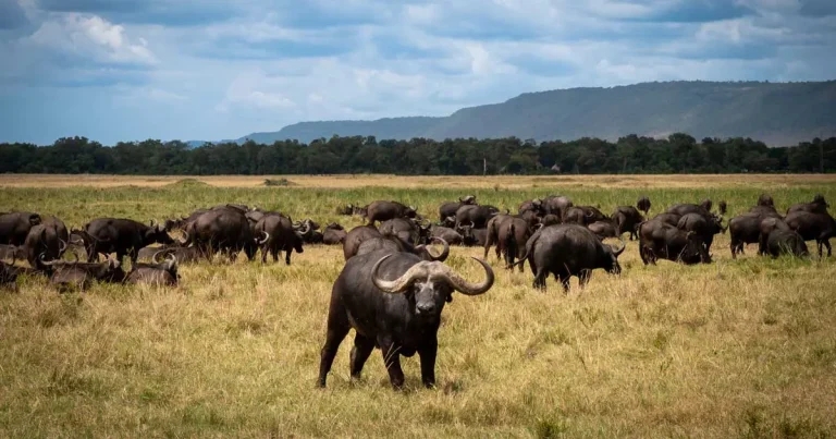 The president comes to the Taita Hills and so does bluetongue virus