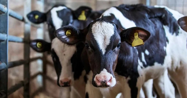 Dairy calf health – review of main concerns and how to counter them