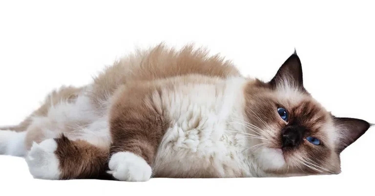 Companion animals: latest care and drugs findings