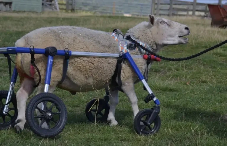 Alright Dave: ‘miracle’ sheep walks again after being given ‘no hope’