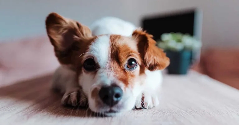 Acute pancreatitis problems in dogs: what’s new? – Part one