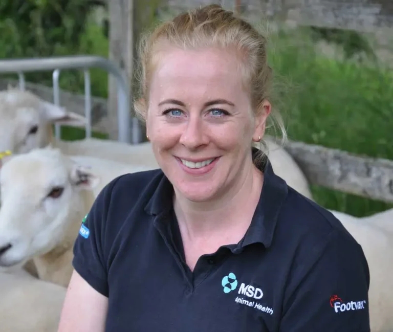 Early launch for subsidised sheep blood testing scheme