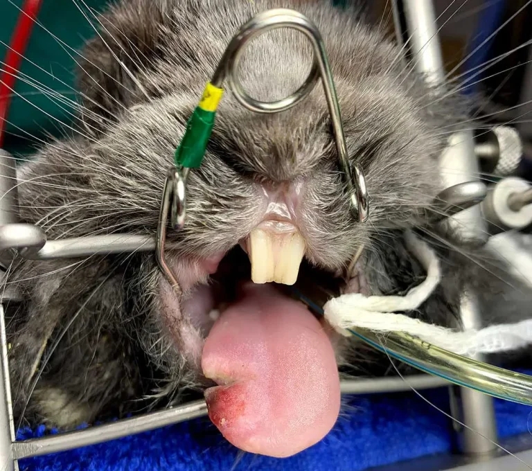 Maximising clinical outcomes in small mammal surgical patients