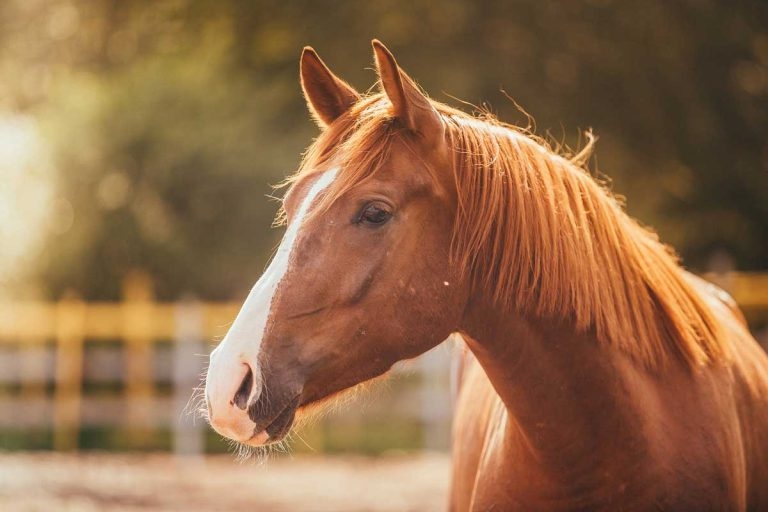 Summary of equine endocrinology research updates from 2025 papers
