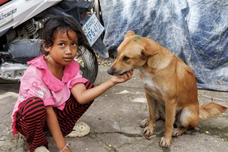 No holiday in Cambodia as Mission Rabies completes vaccination drive