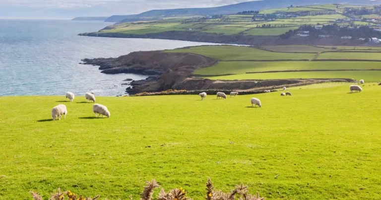 IVC halts Isle of Man farm practice axe plan