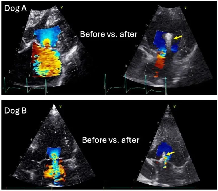 Bristol Vet Specialists offers ‘pioneering’ mitral valve disease surgery