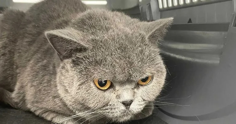 Unlocking the world of feline medicine for anxious cats