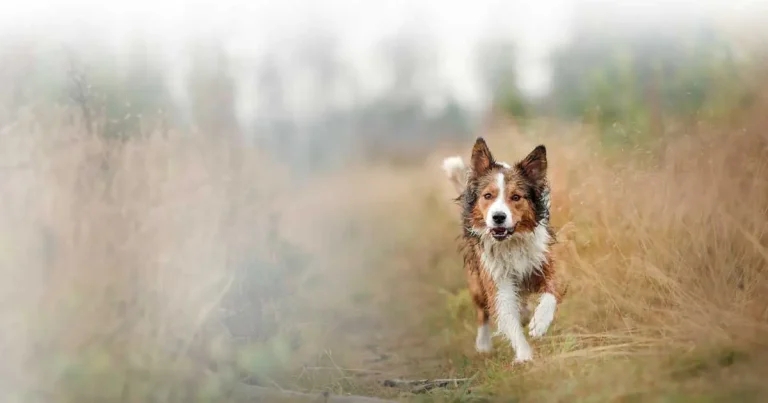 City Vets: a ‘Lucky’ escape