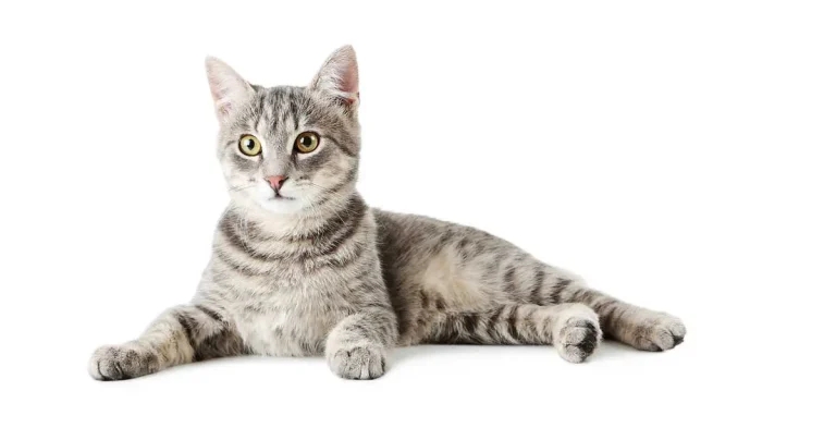 Chronic kidney disease in cats: available options beyond diet