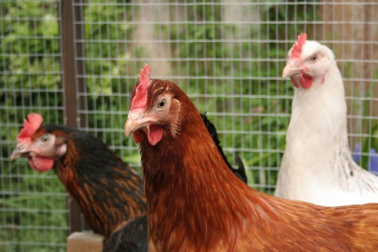 Wales to implement avian flu housing rules