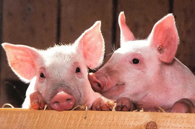 Biosecurity improvement calls amid swine dysentery case rise
