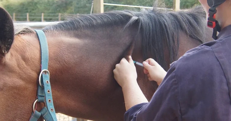 Strangles vaccination plea to vets