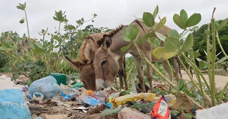 ‘Wake-up call’ as study finds microplastics in 100% of faecal samples