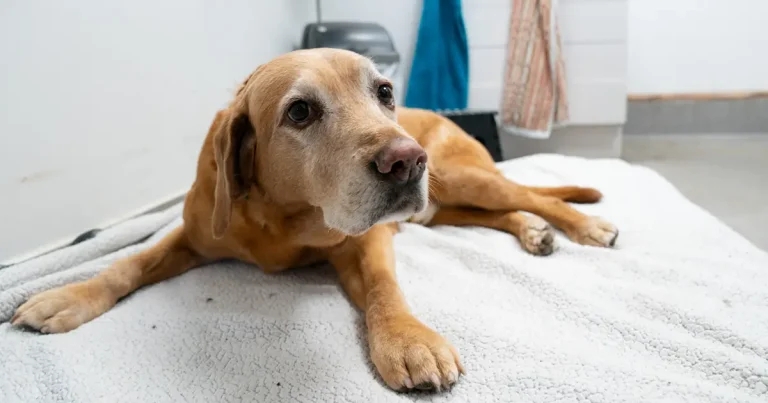 Independent practice opens £40k new hydrotherapy suite