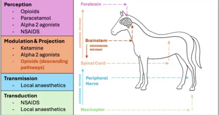 Reviewing clinical approach to managing acute pain in horses