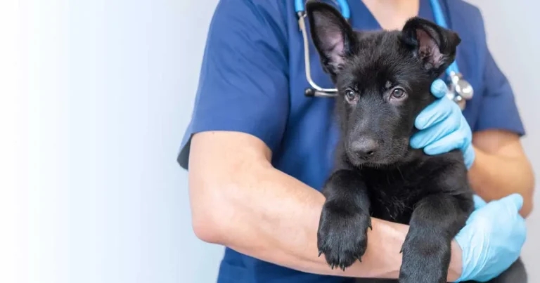 Optimising sleep in hospitalised veterinary patients