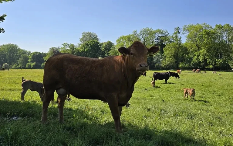 SRUC research shows widespread mineral deficiencies in calves