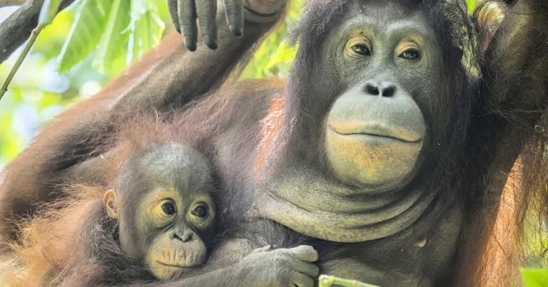 Appeal for ‘transformational’ orangutan surrogacy programme