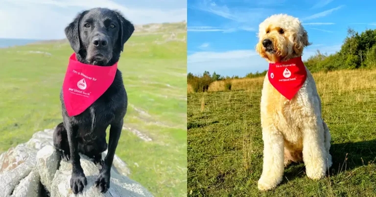 ‘Critically low’ stocks prompts urgent blood donor appeal