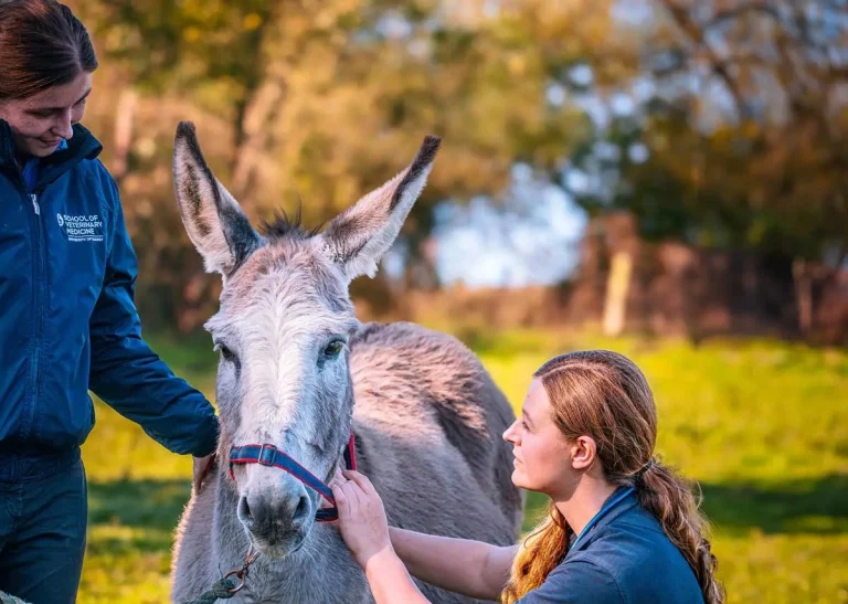 Practice Profile: Summerleaze Equine Vets