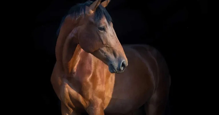 A complaints resolution case study: the story of Maverick