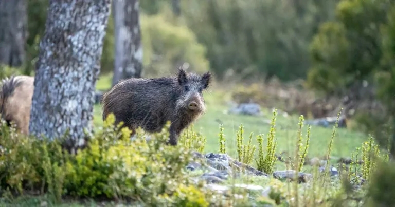 NPA urges collective action on ASF threat after Spain cases