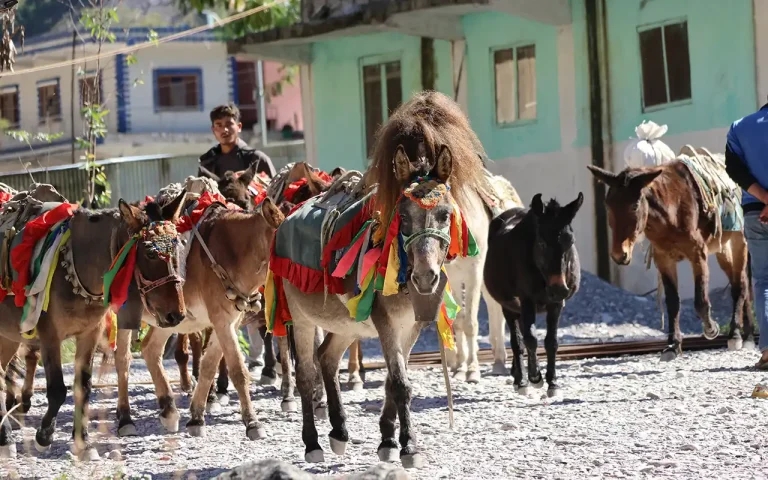 Donkey Sanctuary launches Nepal welfare project