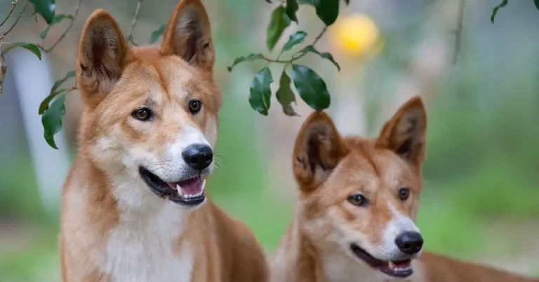 Heartworm DNA study could provide clues to fight anthelmintic resistance