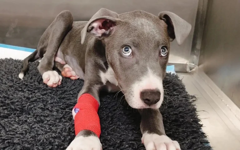 Drama for Bluey as vets save 14-week-old puppy with rare condition