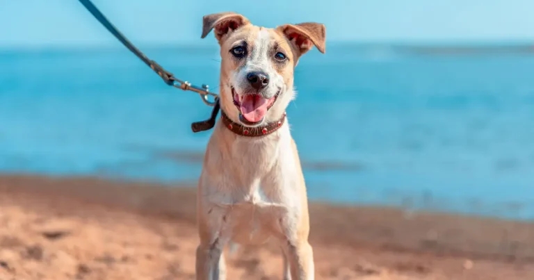 Heatstroke awareness needed over dog welfare gap, researchers warn