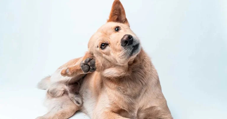 Ear cytology – a guide on what to do, what for and when