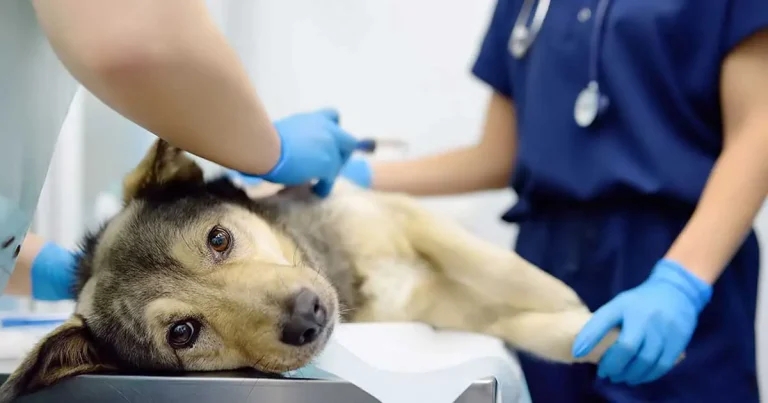 Small animal analgesia: tackling postoperative and chronic pain