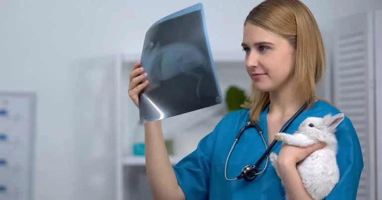 Imaging: practical uses within ultrasound, radiography and beyond