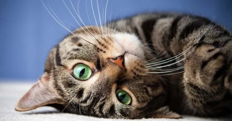 Ophthalmology: corneal ulcers in feline patients