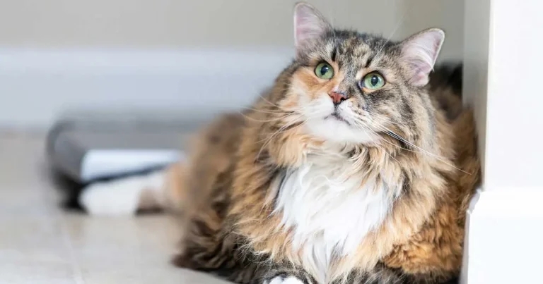 Pet nutrition – new year weight management and diet clinic help