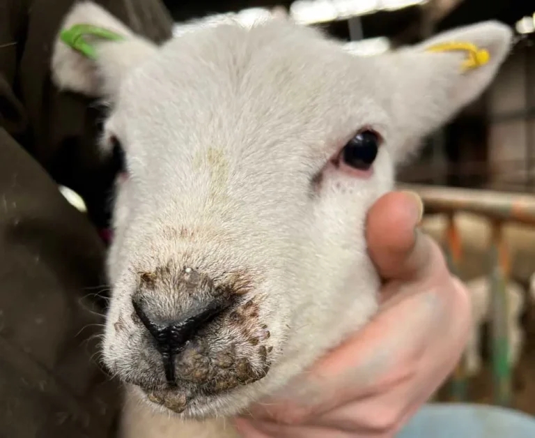 Sheep farmers misusing antibiotics in treating orf – study