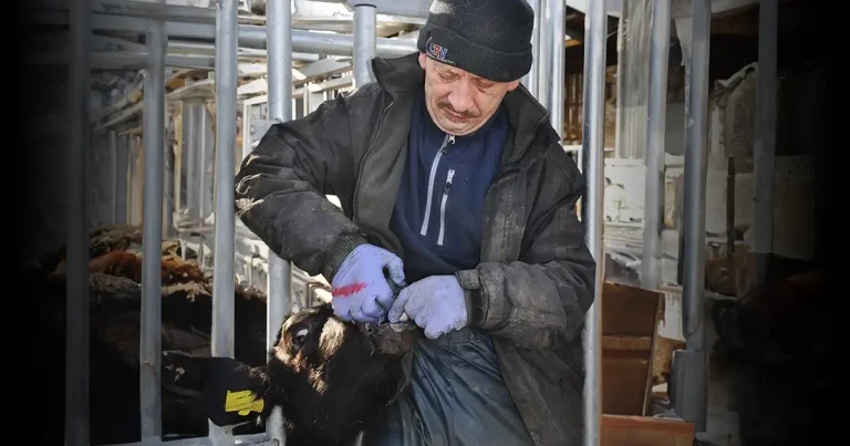 Lungworm vaccination plea amid growing resistance