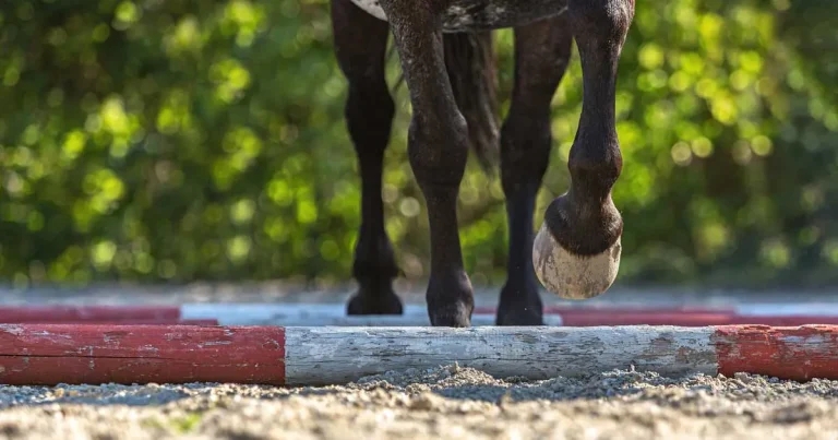 Tendon injuries: diagnostics, treatment and management