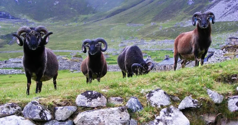Vets raise legal question and call for review over island sheep treatment