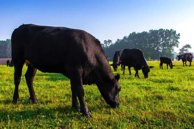 Farm vets invited to UK-wide antibiotic survey