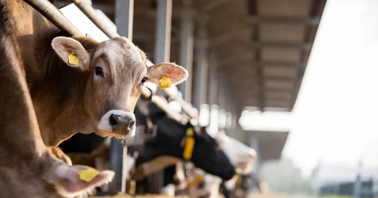 Research into prevalence of myostatin in beef cattle herds