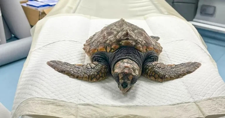 Vets to the rescue for teenage cold-stunned injured turtle