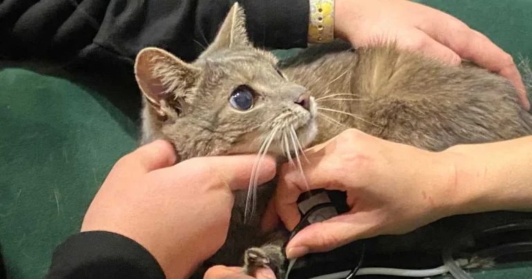 Ceva’s StreetVet donation has big impact for cat Tiny