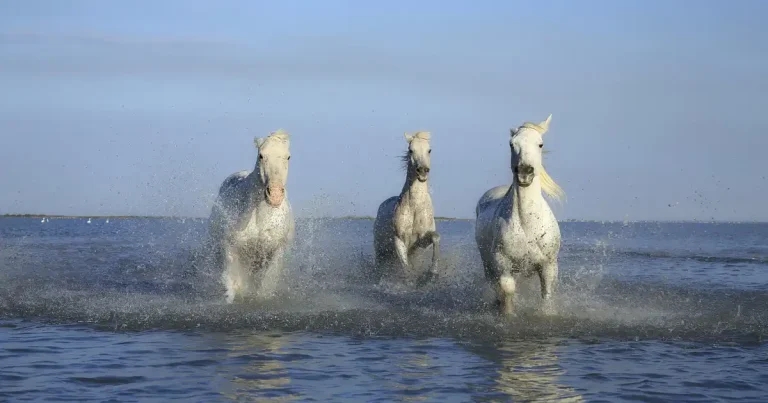 Future of equestrianism tops agenda at 2026 equine forum