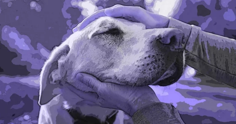 Are geriatric screening programmes financially viable?