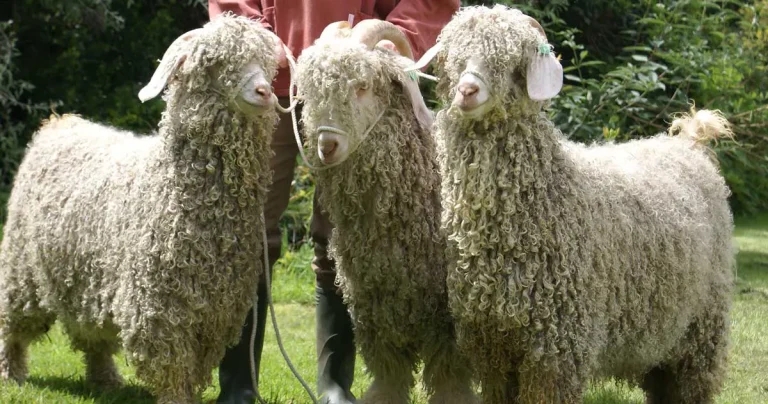 Goat Veterinary Society latest